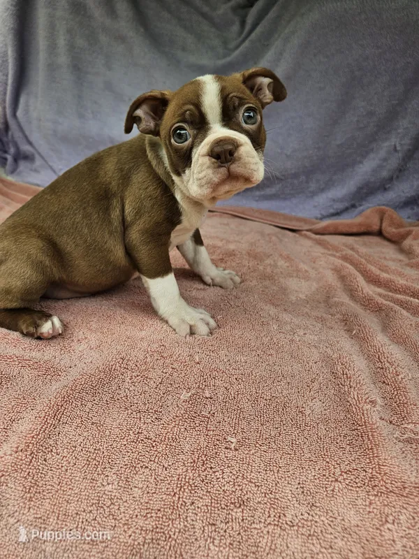 Banana  – Boston Terrier puppy for sale in Raleigh, NC