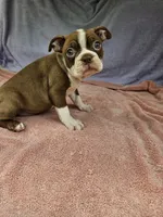 Banana , a male Boston Terrier for sale in Raleigh, NC – 1 of 6