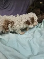 Spot, a male Cavapoo for sale in Raleigh, NC – 5 of 6
