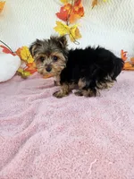 Benny baby, a male Yorkshire Terrier for sale in Raleigh, NC – 5 of 7