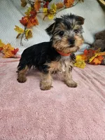 Orange, a female Yorkshire Terrier for sale in Raleigh, NC – 5 of 6