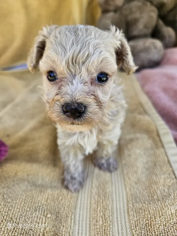 Rose – Maltipoo puppy for sale in Raleigh, NC