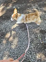 Pup, a male Pembroke Welsh Corgi for sale in Raleigh, NC – 2 of 8