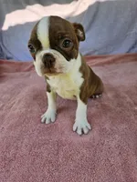 Flash  AKC, a male Boston Terrier for sale in Raleigh, NC – 2 of 5