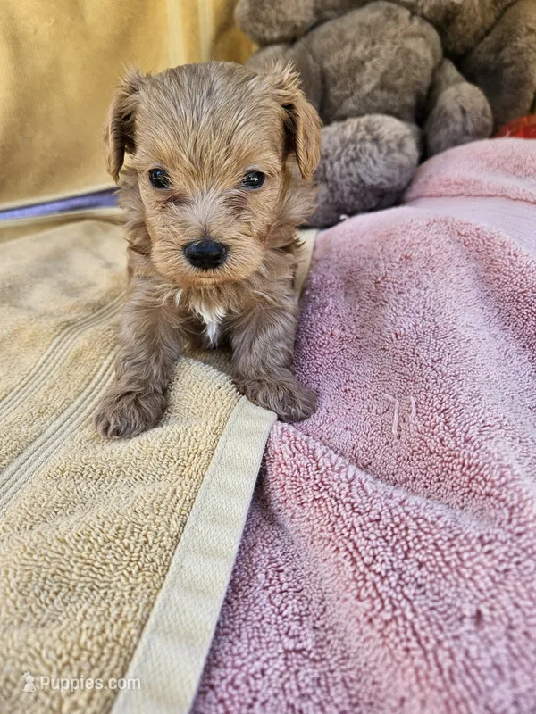 Thumper  – Maltipoo puppy for sale in Raleigh, NC