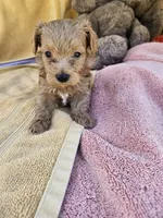 Thumper , a male Maltipoo for sale in Raleigh, NC – 1 of 8