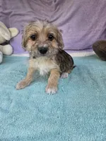 Timothy , a male Morkie for sale in Raleigh, NC – 4 of 6