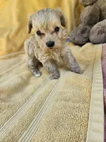 Michael , a male Maltipoo for sale in Raleigh, NC – 3 of 7