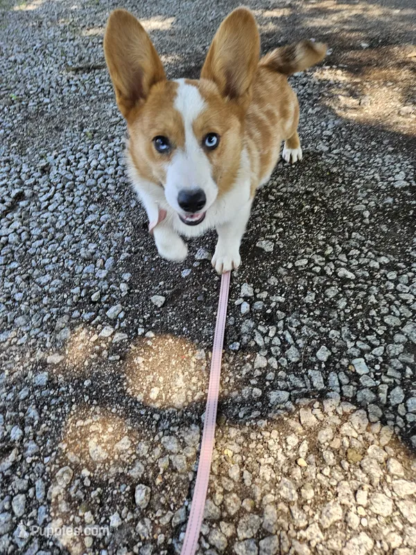 Pup – Pembroke Welsh Corgi puppy for sale in Raleigh, NC