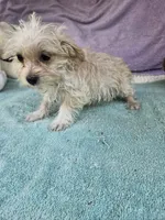 Pam, a female Morkie for sale in Raleigh, NC – 3 of 5