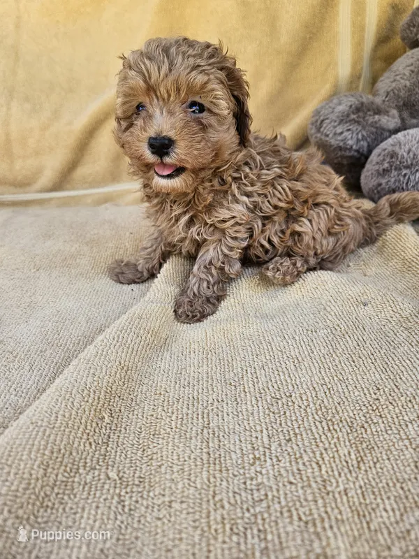 James – Maltipoo, Poodle - Toy  puppy for sale in Raleigh, NC