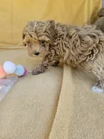 Time, a female Maltipoo and Poodle - Toy  for sale in Raleigh, NC – 2 of 8