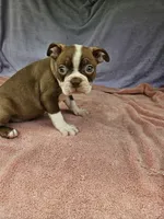 Banana , a male Boston Terrier for sale in Raleigh, NC – 3 of 6