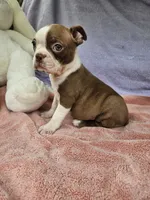 Apple, a female Boston Terrier for sale in Raleigh, NC – 3 of 3