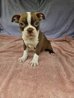 Banana , a male Boston Terrier for sale in Raleigh, NC – 4 of 6