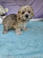 Tina, a female Morkie for sale in Raleigh, NC – 5 of 6