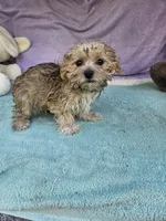 Tina, a female Morkie for sale in Raleigh, NC – 4 of 6