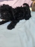 Daffodil, a female Cavapoo for sale in Raleigh, NC – 2 of 6