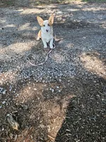 Batter , a female Pembroke Welsh Corgi for sale in Raleigh, NC – 2 of 6