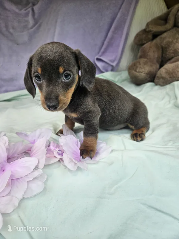 Penny – Miniature Dachshund puppy for sale in Raleigh, NC