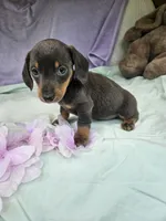 Penny, a male Miniature Dachshund for sale in Raleigh, NC – 1 of 5