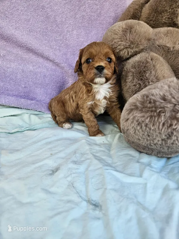 Rose – Cavapoo puppy for sale in Raleigh, NC