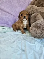 Rose, a female Cavapoo for sale in Raleigh, NC – Photo 1 of 5