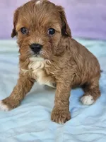Rose, a female Cavapoo for sale in Raleigh, NC – Photo 3 of 5