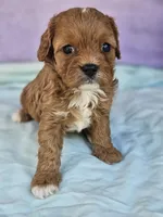 Rose, a female Cavapoo for sale in Raleigh, NC – Photo 4 of 5