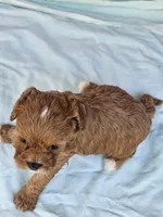 Rose, a female Cavapoo for sale in Raleigh, NC – Photo 2 of 5