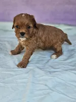 Rose, a female Cavapoo for sale in Raleigh, NC – Photo 5 of 5
