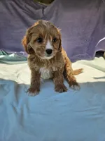 Joshua , a male Cavapoo for sale in Raleigh, NC – 4 of 6