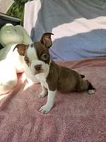 Apple, a female Boston Terrier for sale in Raleigh, NC – 4 of 6