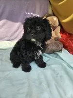Daffodil, a female Cavapoo for sale in Raleigh, NC – 5 of 6
