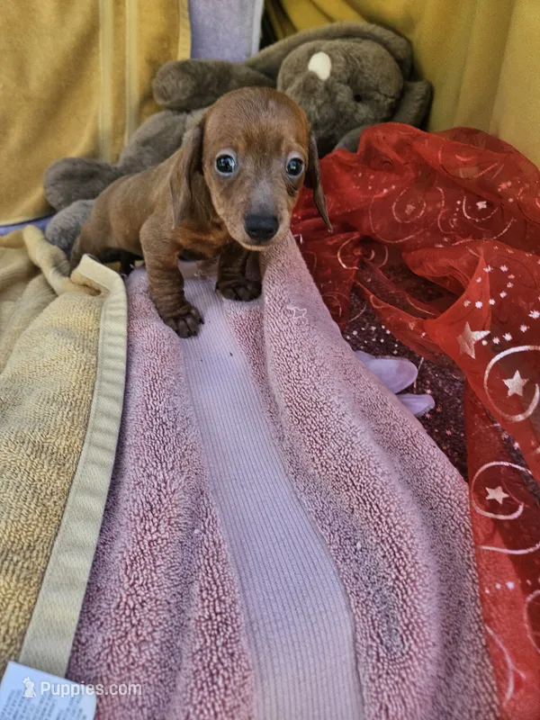 Flower  – Miniature Dachshund puppy for sale in Raleigh, NC