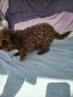 Rose, a female Cavapoo for sale in Raleigh, NC – 3 of 4