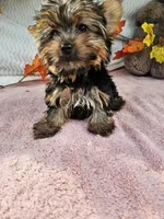 Sugar, a female Yorkshire Terrier for sale in Raleigh, NC – 5 of 6