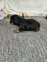 Jill, a female Miniature Dachshund for sale in Raleigh, NC – Photo 3 of 5