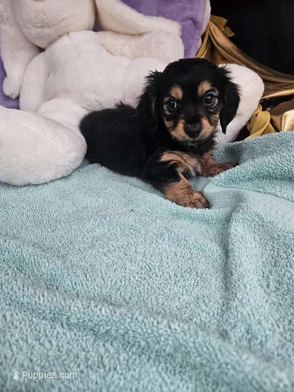 Jill – Miniature Dachshund puppy for sale in Raleigh, NC