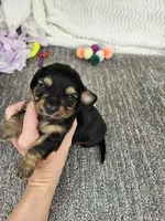 Jill, a female Miniature Dachshund for sale in Raleigh, NC – Photo 4 of 5