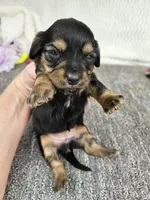 Jill, a female Miniature Dachshund for sale in Raleigh, NC – Photo 1 of 5