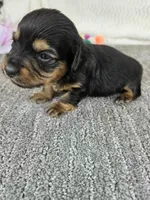 Jill, a female Miniature Dachshund for sale in Raleigh, NC – Photo 2 of 5