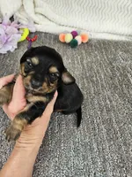 Jill, a female Miniature Dachshund for sale in Raleigh, NC – Photo 5 of 5