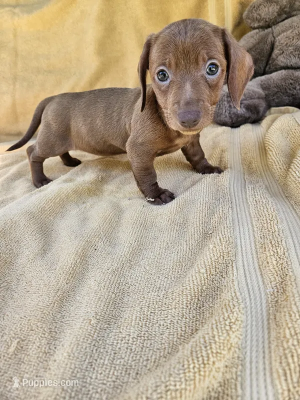Butter – Miniature Dachshund puppy for sale in Raleigh, NC