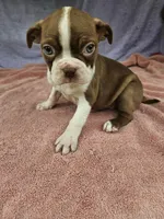 Pear, a female Boston Terrier for sale in Raleigh, NC – 3 of 5