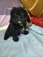 Daffodil, a female Cavapoo for sale in Raleigh, NC – 1 of 6