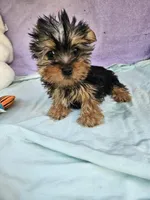 Timmy, a male Yorkshire Terrier for sale in Raleigh, NC – Photo 5 of 6
