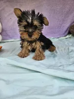 Timmy, a male Yorkshire Terrier for sale in Raleigh, NC – Photo 2 of 6