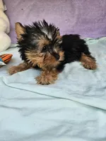 Timmy, a male Yorkshire Terrier for sale in Raleigh, NC – Photo 6 of 6