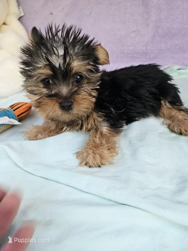 Timmy – Yorkshire Terrier puppy for sale in Raleigh, NC